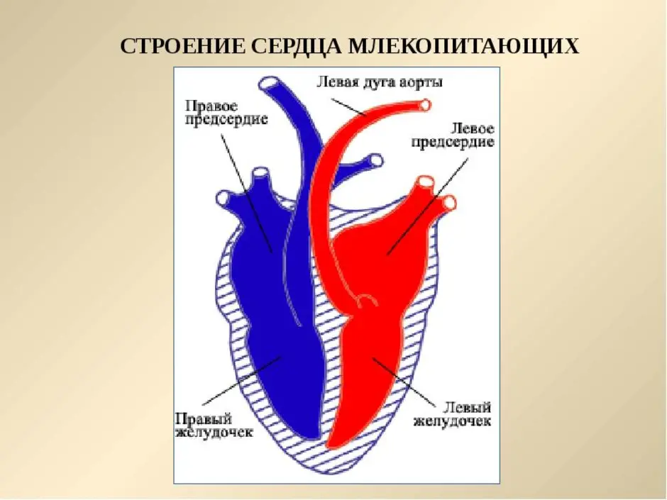 Схема строения сердца птиц и млекопитающих