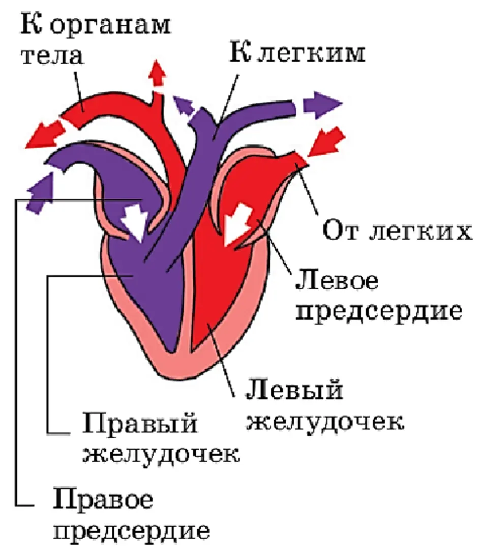 На рисунке сердца птицы подпишите названия отделов сердца укажите