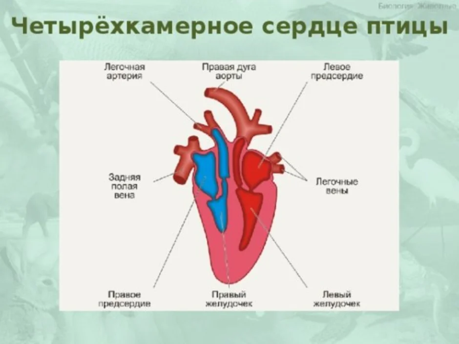 У каких животных четырехкамерное. Схема строения сердца млекопитающих. Четырехкамерное сердце у птиц. Строение сердца птицы 7 класс. Строение сердца птиц и млекопитающих.