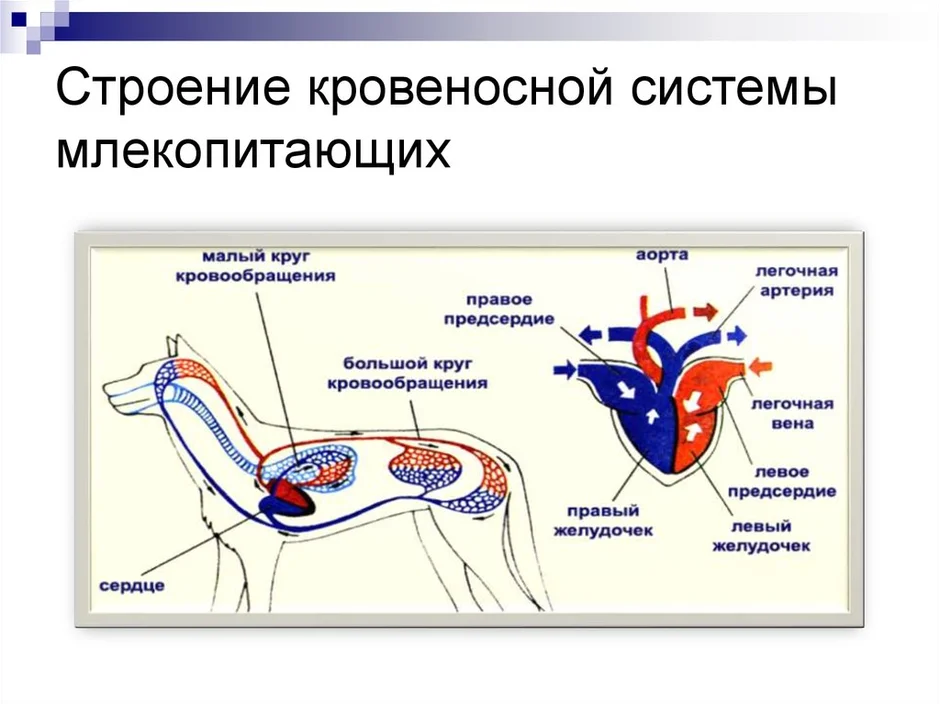 Малый и большой круг кровообращения млекопитающих схема