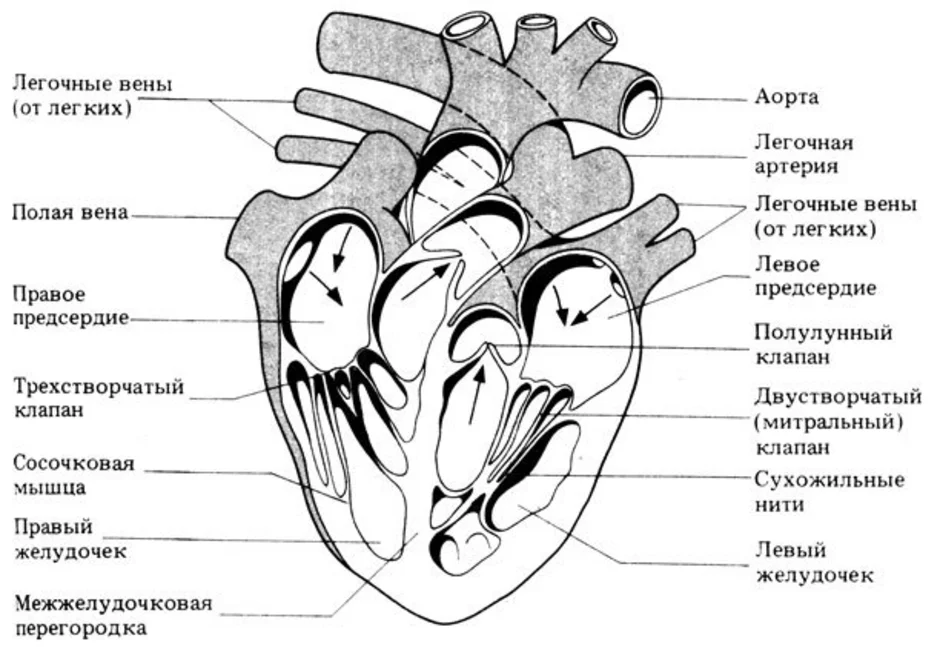 Рисунок сердца с подписями егэ