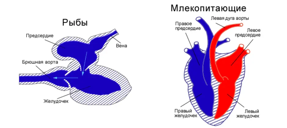 Двухкамерное сердце состоит