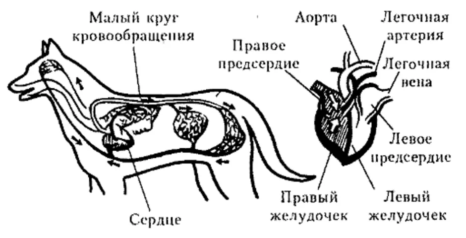 Схема малого круга кровообращения млекопитающих