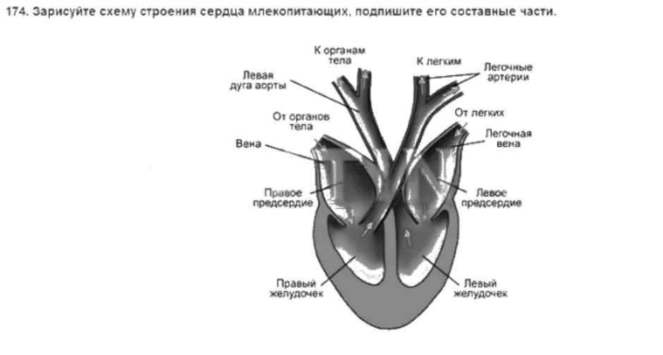 Сердце с тремя парами щелевидных отверстий. Строение сердца млекопитающих клапаны. Схема строения сердца млекопитающих. Строение сердца с клапанами схема. Структура сердца млекопитающих схема.