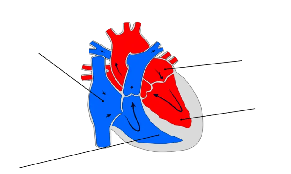 Схема строения сердца млекопитающих. Строение сердца млекопитающих животных. Строение сердца млекопитающего животного. Структура сердца млекопитающих. Сердце птиц состоит из камер