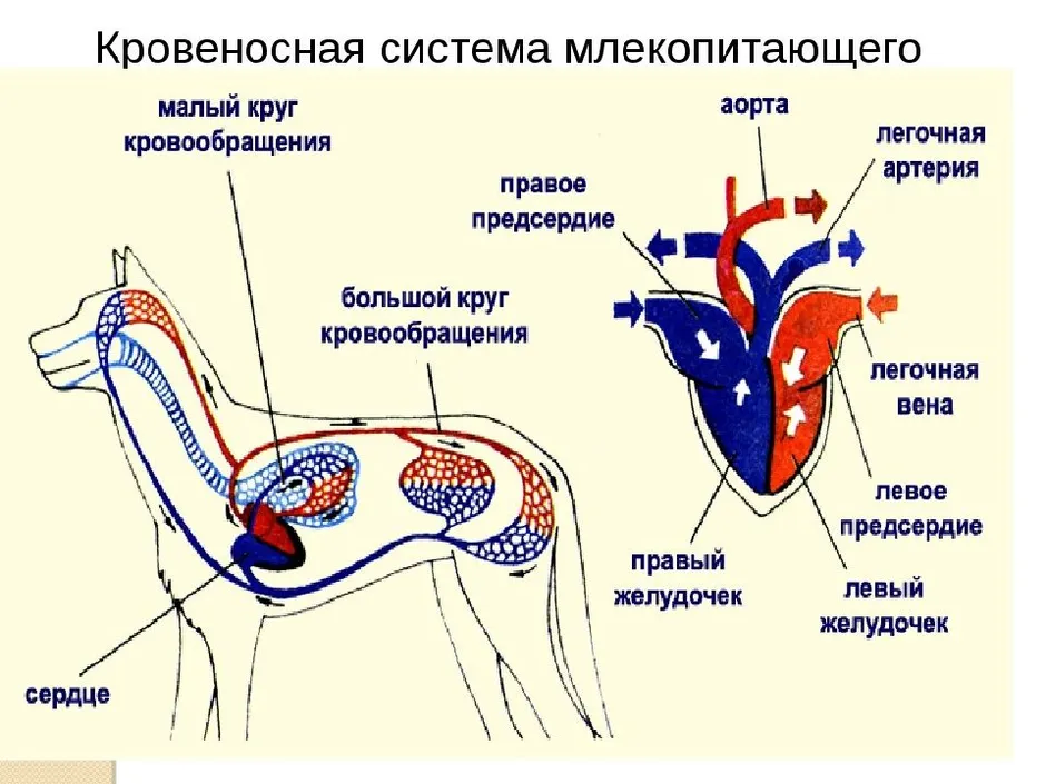 Сравните между собой рисунки кровеносной системы у разных животных