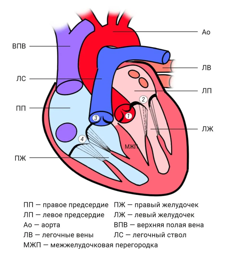 Сердце класса. Трехстворчатый клапан сердца строение. Строение сердца схема полулунный. Аортальный клапан трикуспидальный.