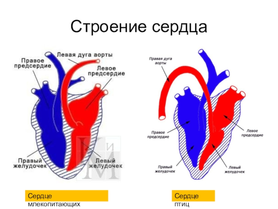 На рисунке сердца птицы подпишите названия отделов сердца