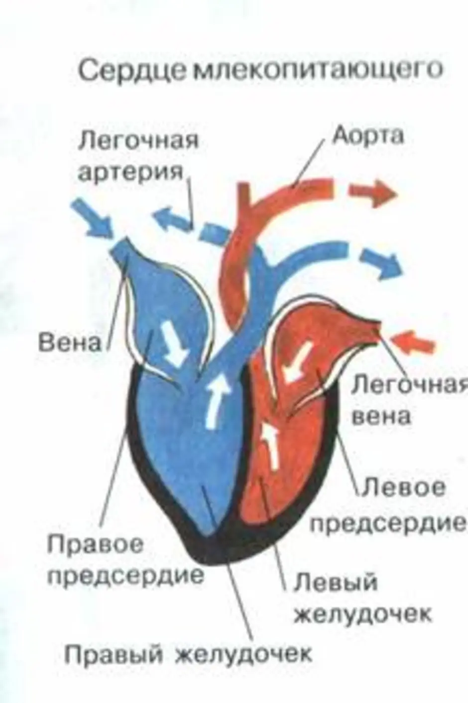 На рисунке сердца птицы подпишите названия отделов сердца укажите стрелками направления