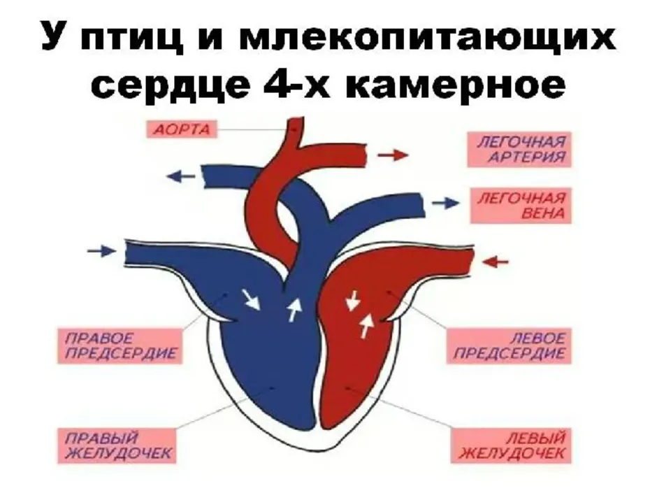 Схема строения сердца птиц и млекопитающих