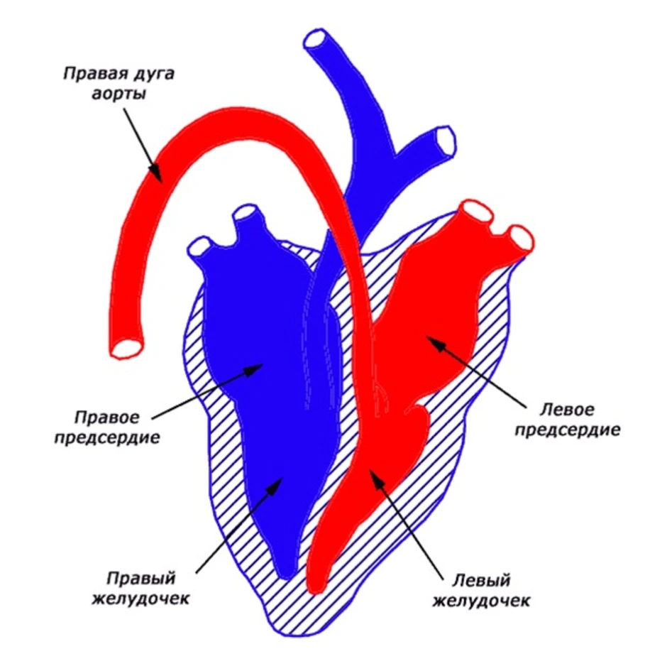 Какая кровь содержится в левой части сердца. Кровеносная система птиц схема сердце. Венозная и артериальная кровь в сердце схема. Схема сердца венозная кровь. Схема строения сердца птиц.