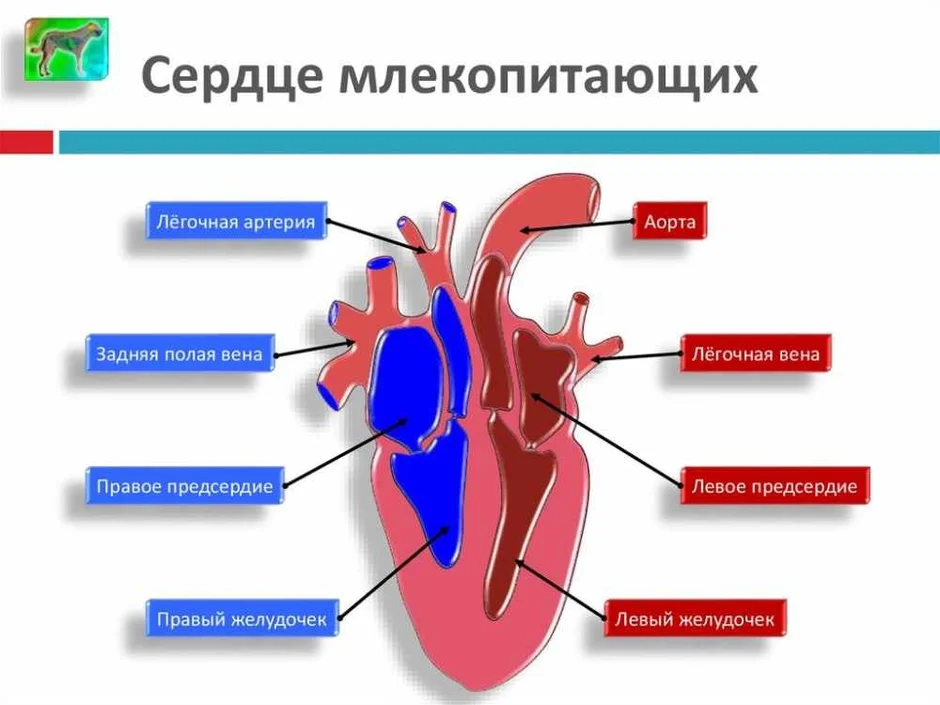 Рисунок строение сердца птиц