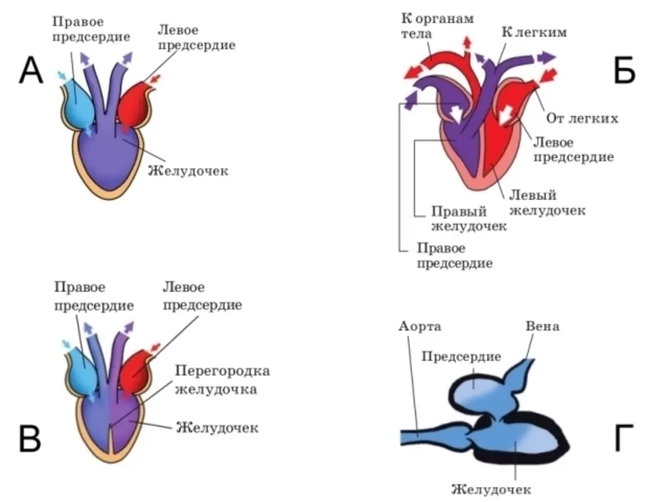 В желудочке земноводных находится кровь. Схема строение кровеносной системы у животных. Строение сердца животных схема. Эволюция кровеносной системы позвоночных схема. Схема строения сердца хордовых.