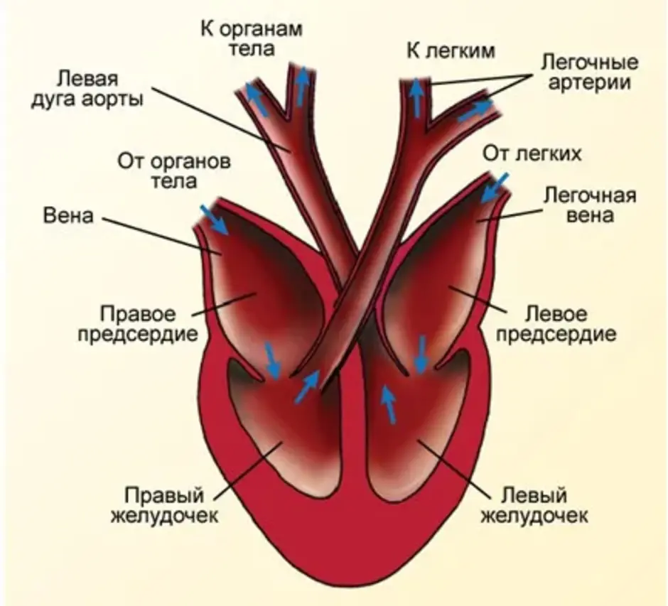 Предсердие у животных. Схема строения сердца млекопитающих. Схема строения сердца птиц и млекопитающих. Строение сердца млекопитающих рисунок. Строение сердца птиц и млекопитающих.