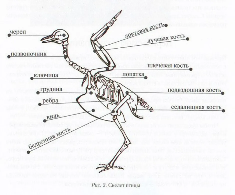 Изучение скелета птиц лабораторная работа. Строение аистообразных. Внутреннее строение Цапли. Скелет птицы спереди. Скелет птицы схема биология 7 класс.