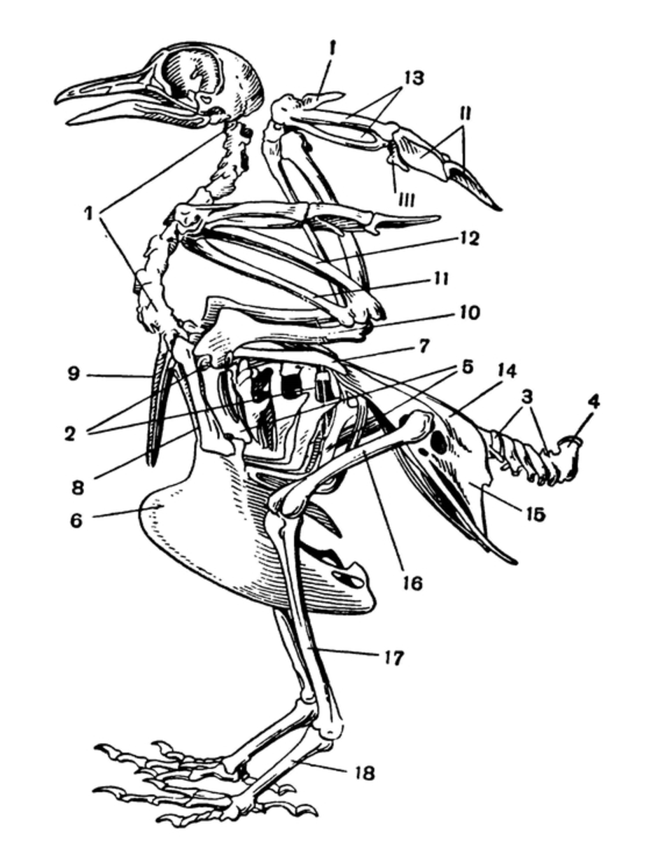 Скелет птицы схема