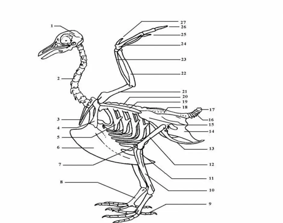 Скелет птицы биология 7 класс рисунок
