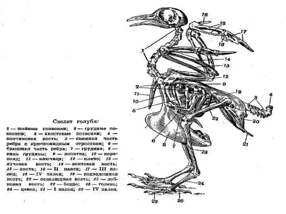 Скелет птицы биология 7 класс рисунок