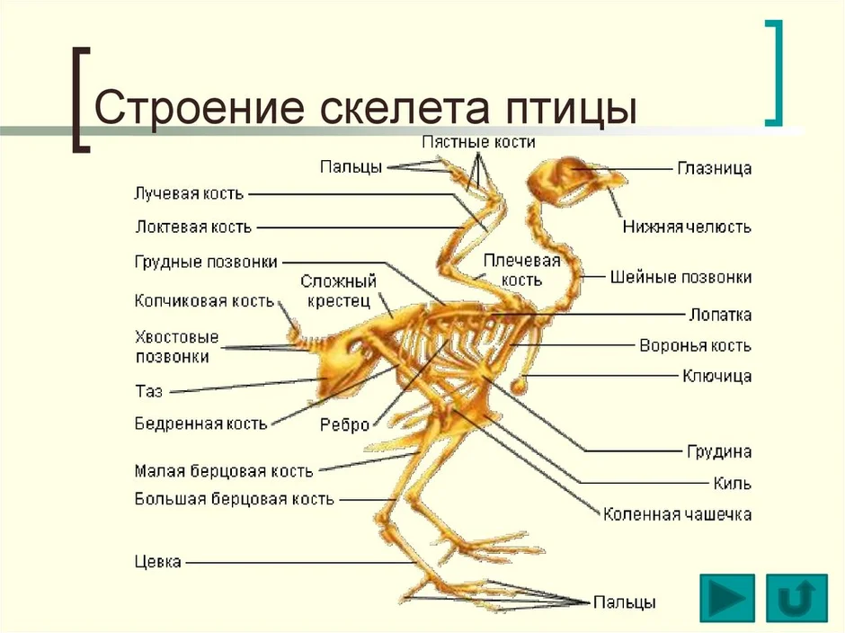 Биология 7 класс рисунок 152