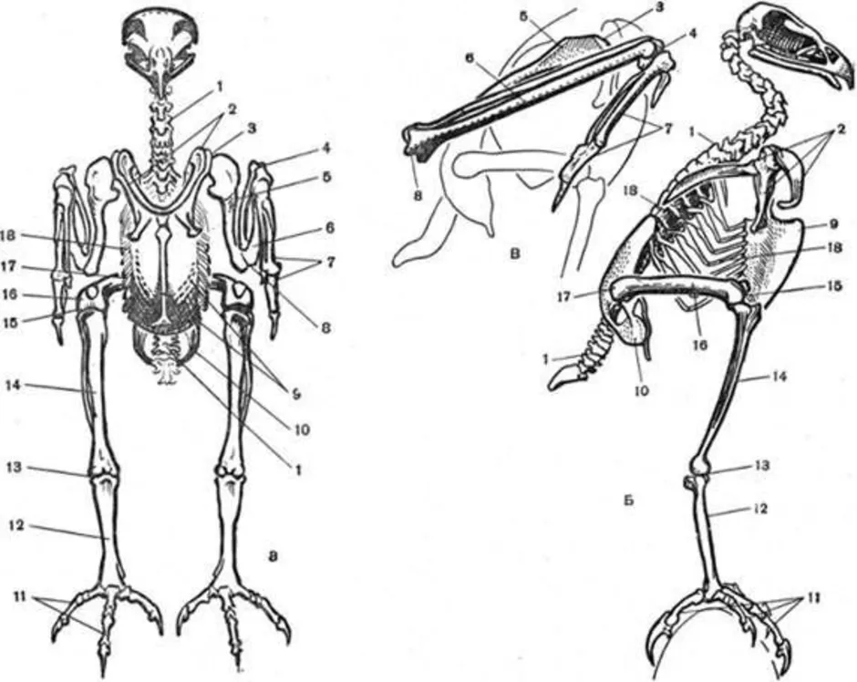 На рисунке показаны кости конечностей птицы