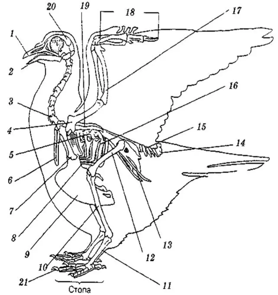 Строение птиц рисунок. Скелет птицы голубя. Строение скелета сизого голубя. Скелет птицы биология 7 класс. Скелет птицы анатомия.