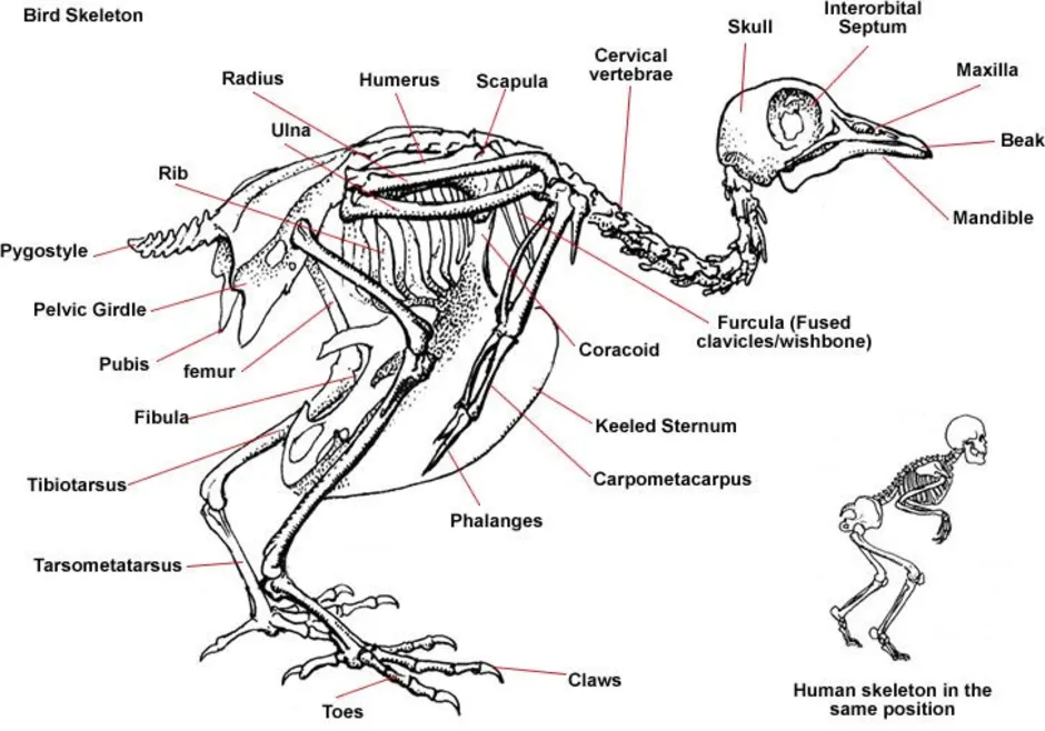 Скелет птиц приспособлен у птиц кости. Скелет птицы анатомия. Внутреннее строение птицы скелет. Строение скелета голубя. Строение скелета ворона.