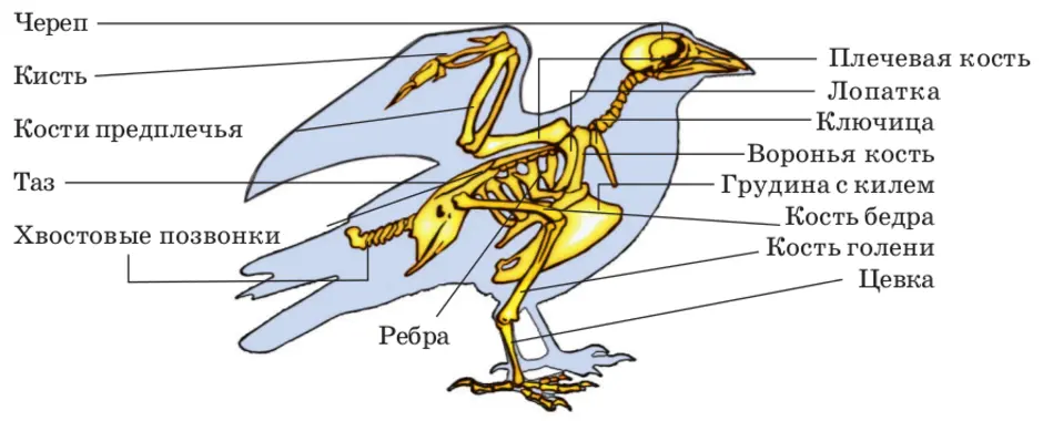 Где сидели птицы. Скелетное строение птицы. Внешнее строение и скелет птиц. Строение костного скелета птицы. Внутреннее строение птицы скелет.