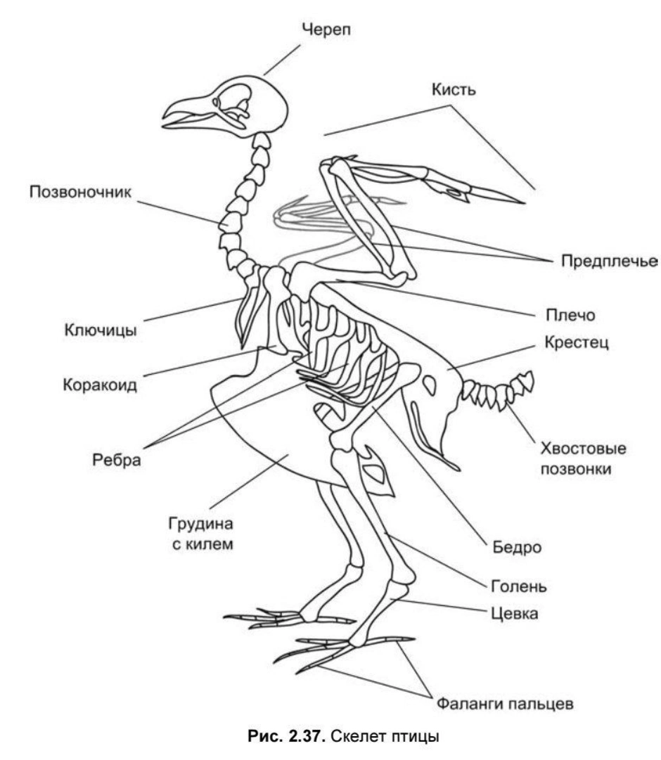 Скелет птицы биология 7 класс рисунок