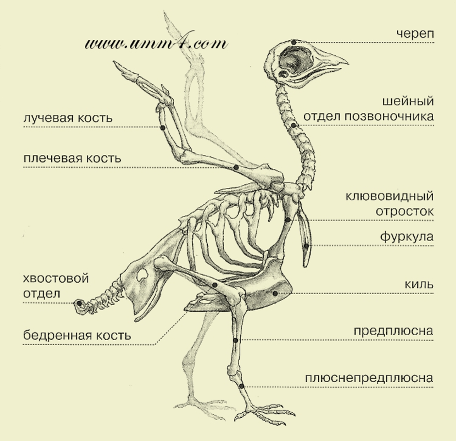 Скелет птицы биология 7 класс рисунок