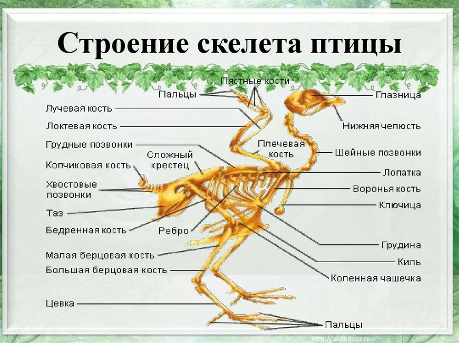 Контрольная по теме птицы 7 класс биология. Скелет птицы анатомия. Строение скелета птицы. Строение скелетамтицы. Анатомия костей птиц.