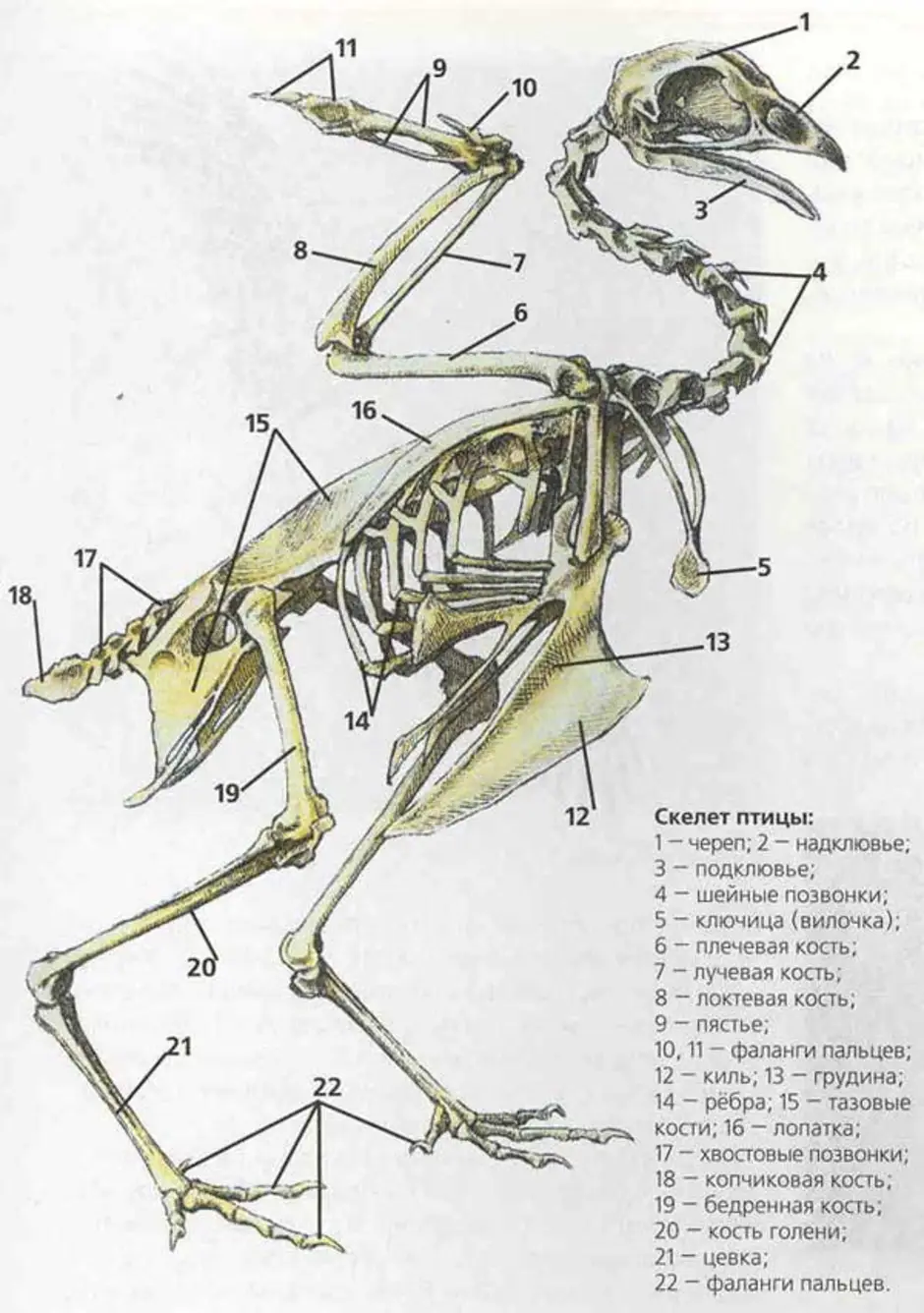 Вилочка у птиц это. Строение скелета голубя. Строение кости скелета птицы. Строение скелета птицы голубя. Скелет птицы анатомия.
