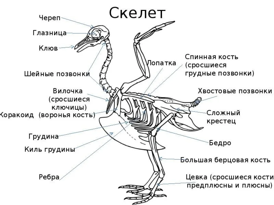 Скелет птицы схема