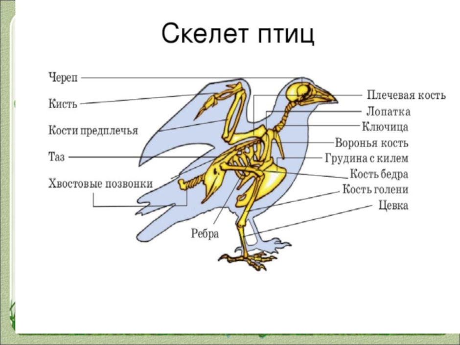 Рассмотрите рисунок напишите названия костей скелета птицы обозначенных цифрами