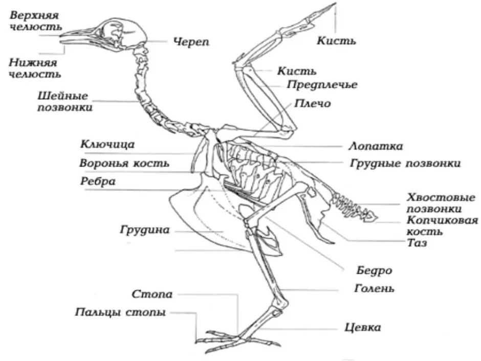 Рассмотрите рисунок напишите названия костей скелета птицы обозначенных цифрами