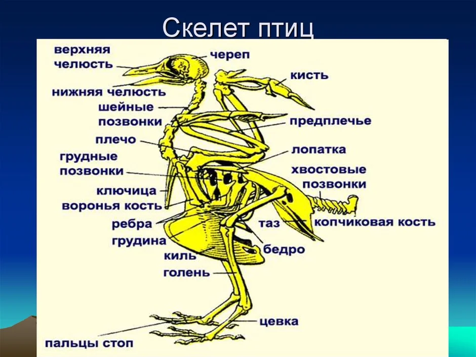 Схема опорно двигательной системы птиц