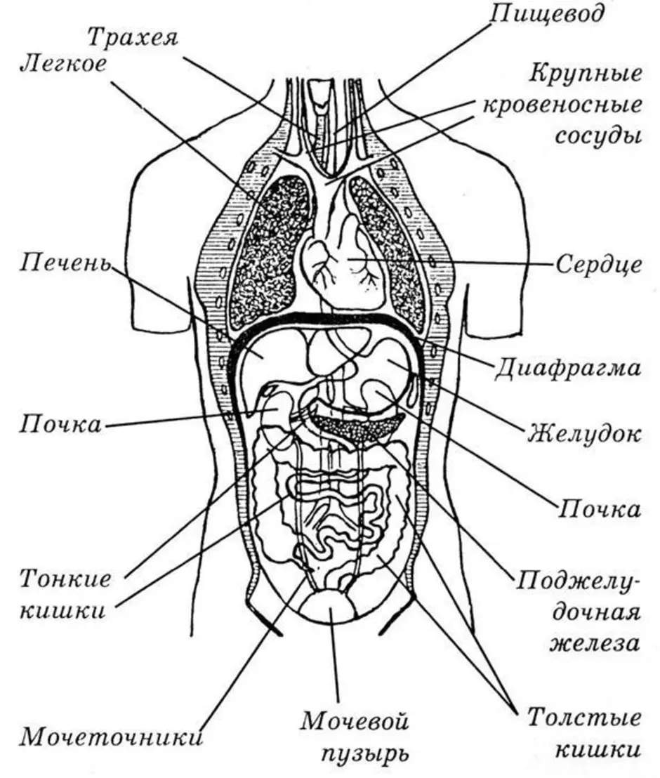 Органы человека схема с названиями и фото. Внутренние органы человека схема расположения. Схема строения тела человека с внутренними органами. Органы человека схема с названиями спереди. Схема органов брюшной полости человека.