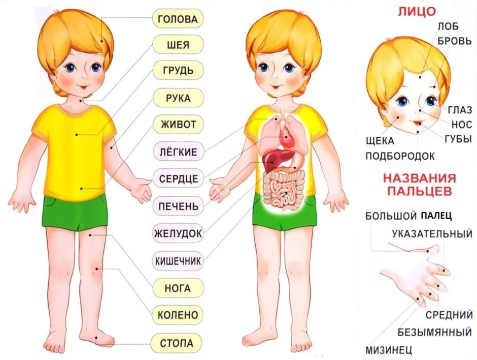 Части тела человека для детей в картинках. Тело человека для детей. Части тела для дошкольников. Тело человечка для детей. Строение человека для дошкольников.