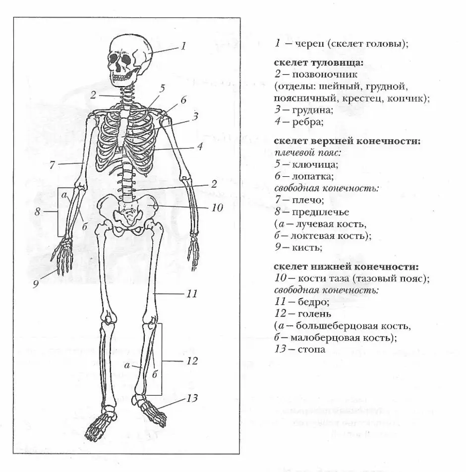 Задания по скелету. Строение скелета человека 8 класс биология. Скелет человека рис 13 учебник биологии 8 класс. Скелет человека 8 класс биология из учебника. Схема скелет человека 8 класс биология.