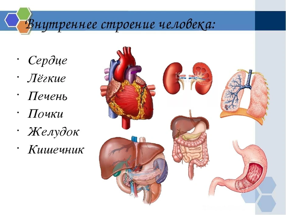 Строение человека почки расположение и рисунок внутренние