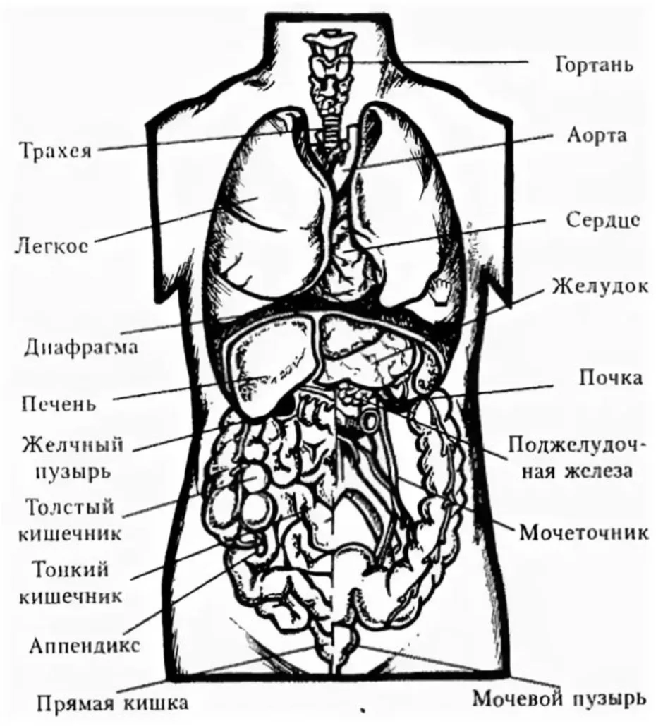 Схема строения человека в рисунке