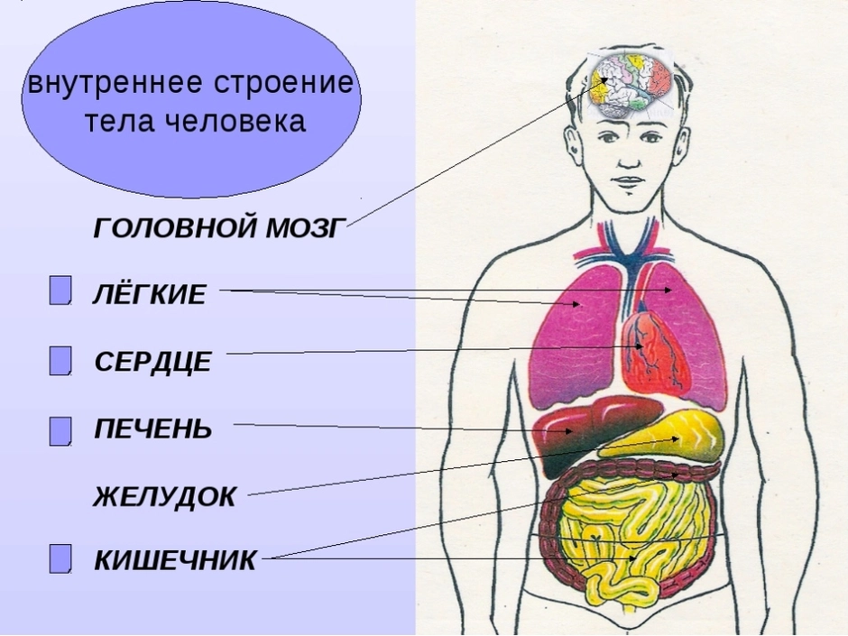 Схема строения человека в рисунке