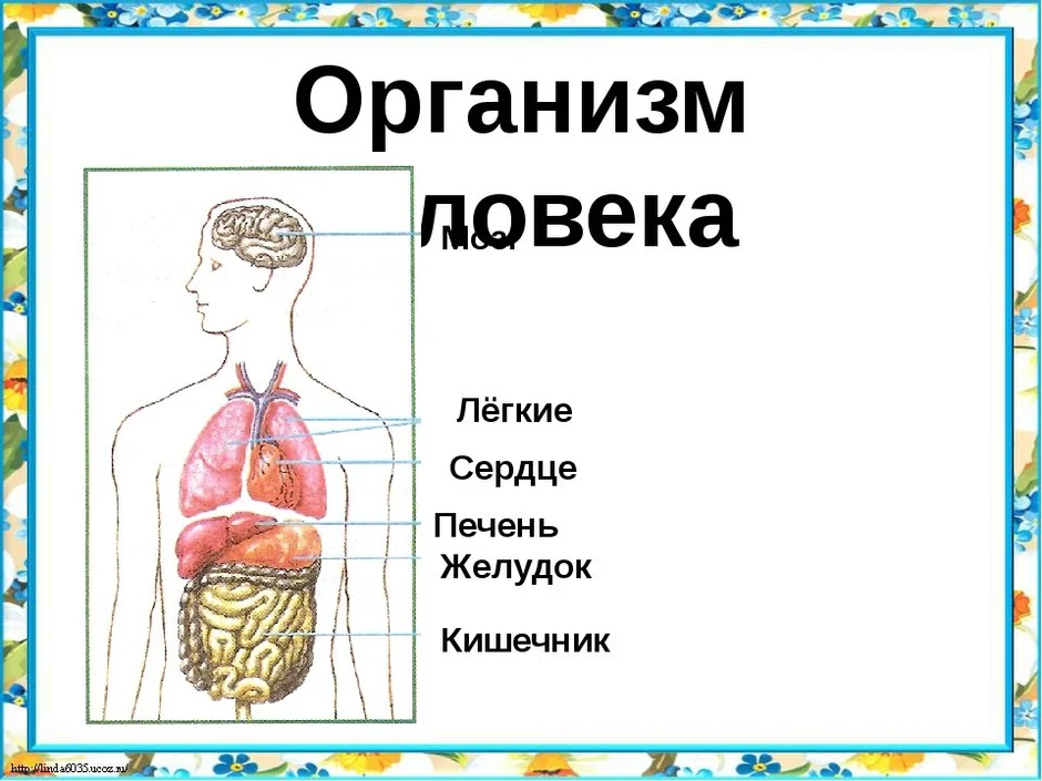 Строение человека на рисунке