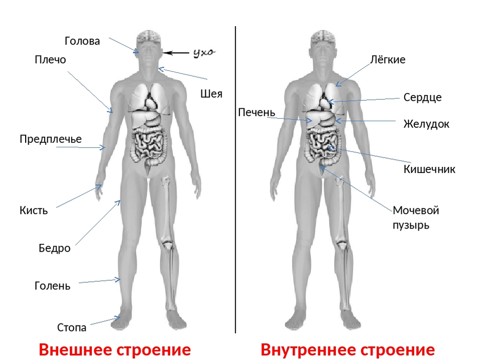 Рассмотри изображение человека покажи стрелками