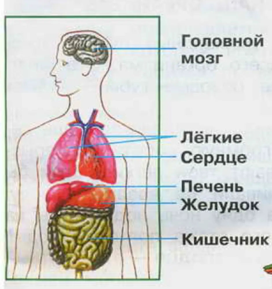 Схема строения человека 4 класс. Строение тела человека. Модель внутреннего строения человека. Строение органов человека. СТРОЕНИЕТЕЛО человека.