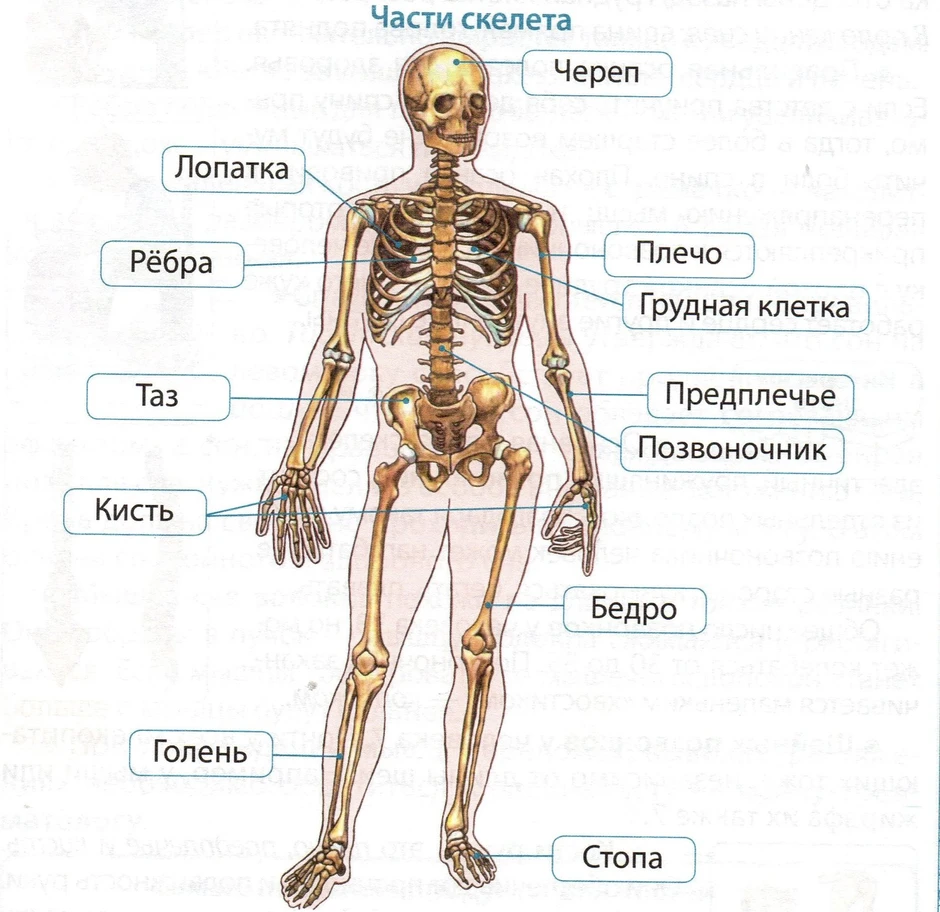 Назовите главное изображение. Внешнее строение скелета человека. Строение человека кости скелета. Строение костей, строение скелета.. Название скелета человека и кости для 4 класса.