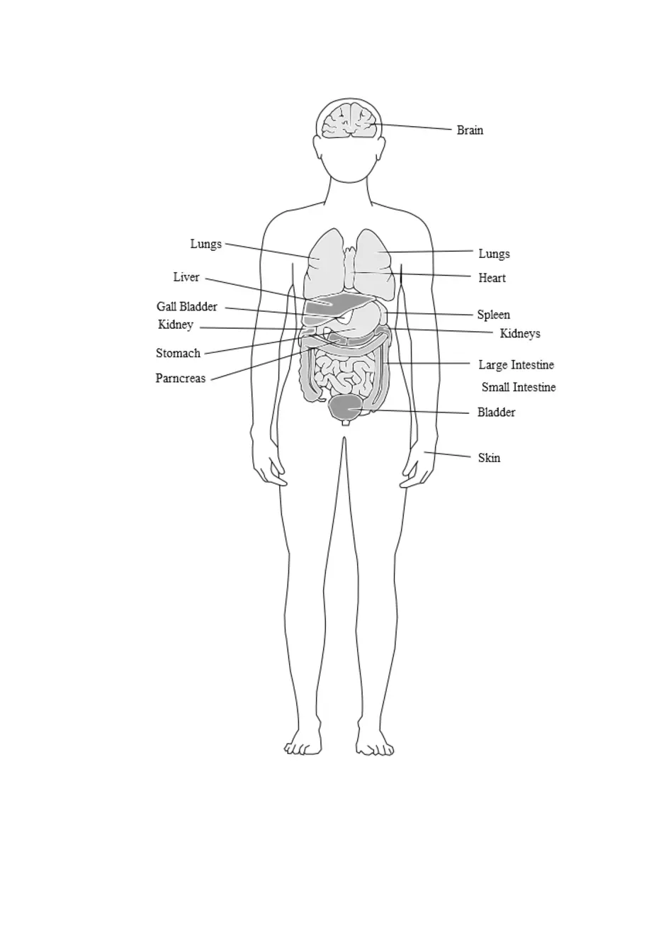 Органы человека расположение в картинках без надписей