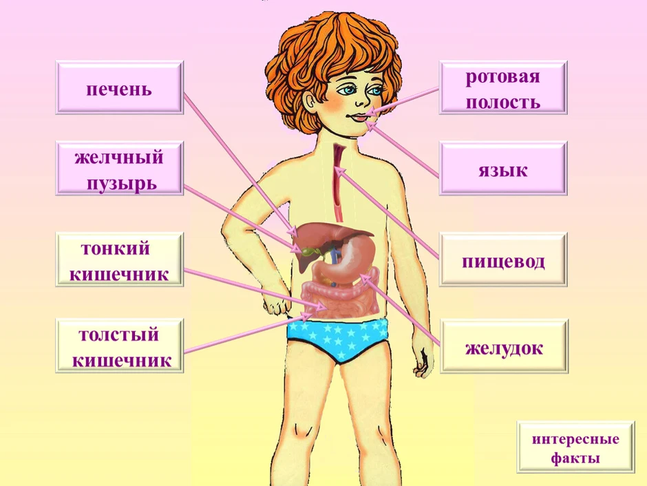 Организм человека 3 класс окружающий