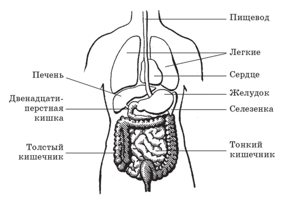 Внутреннее строение человеческого. Внутренние органы человека схема схема. Внутреннее строение организма человека схема. Внутренние органы человека схема сбоку. Органы пищеварительной системы расположение анатомия.