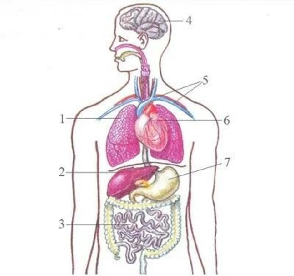 Внутренние органы строение схема. Внутренние органы человека. Строение человека. Строение органов человека. Органы человека рисунок.