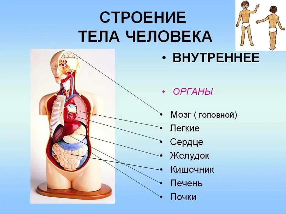 Рисунок строения человека в полный рост